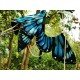Yolanda Fleurs Avec Isabella Butterfly Collar and Hair Clips(Leftovers/7 Colours)